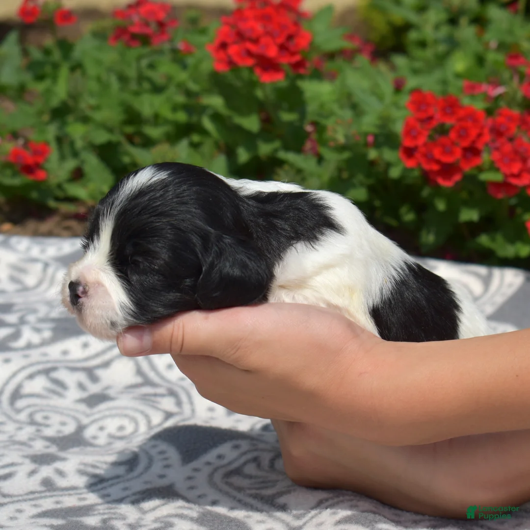 Cavachon dogs for sale: Liberty - Ad 7