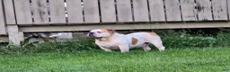 Olde English Bulldogge dogs for sale: Howard - Ad 11