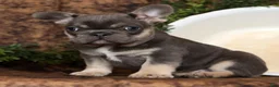 French Bulldog dogs for sale: Kayla - Ad 3