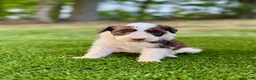Portuguese Water Dog dogs for sale: Zeke - Ad 9
