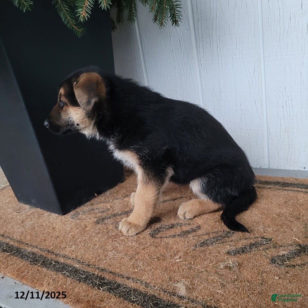 German Shepherd dogs for sale: Lucy - Ad 2