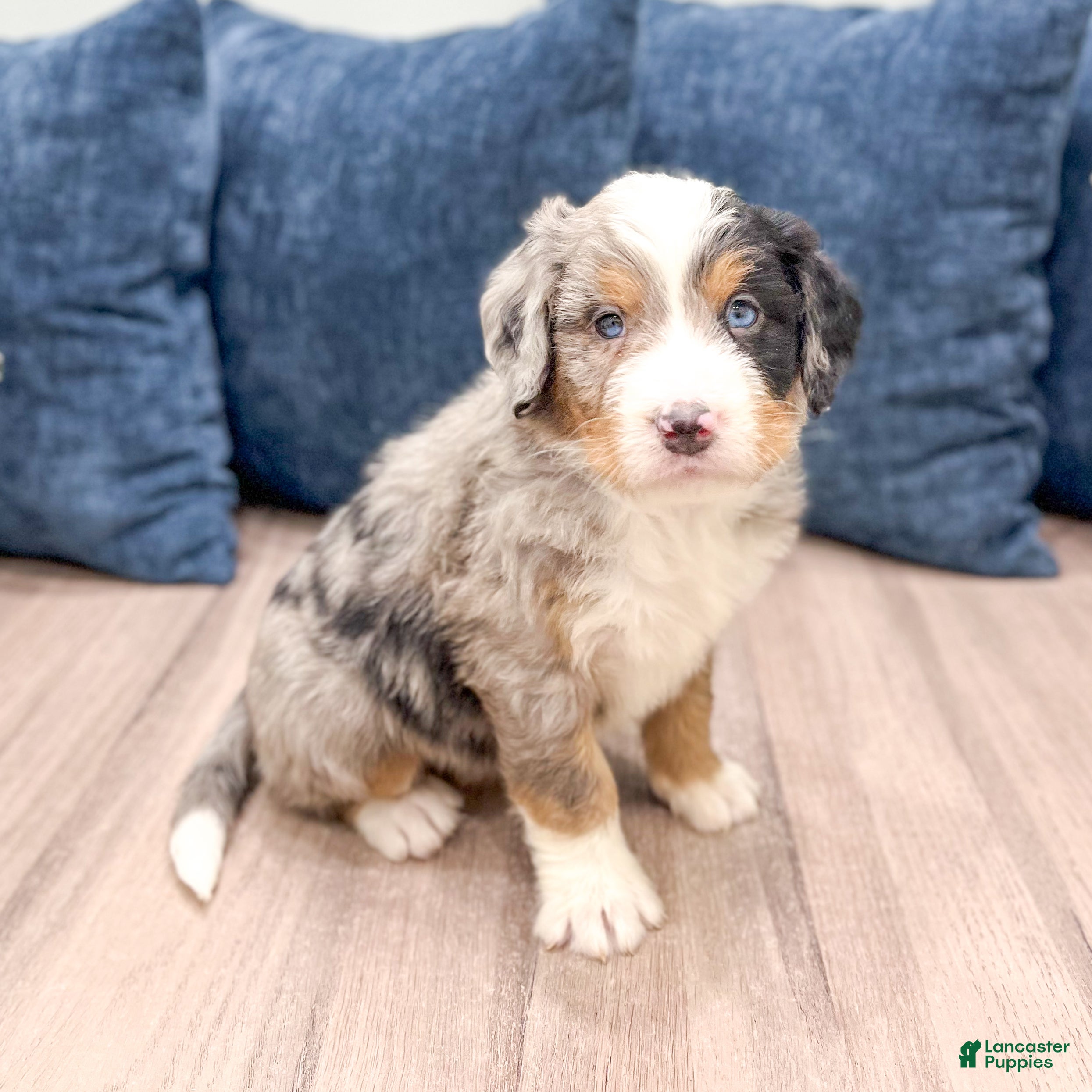 Mini Bernedoodle dogs Harley - Ad 32