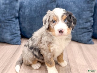 Mini Bernedoodle dogs Harley - Ad 32