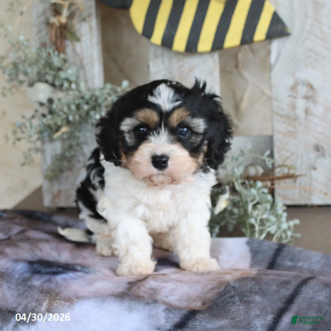 Cavapoo dogs for sale: Jolly - Ad 2