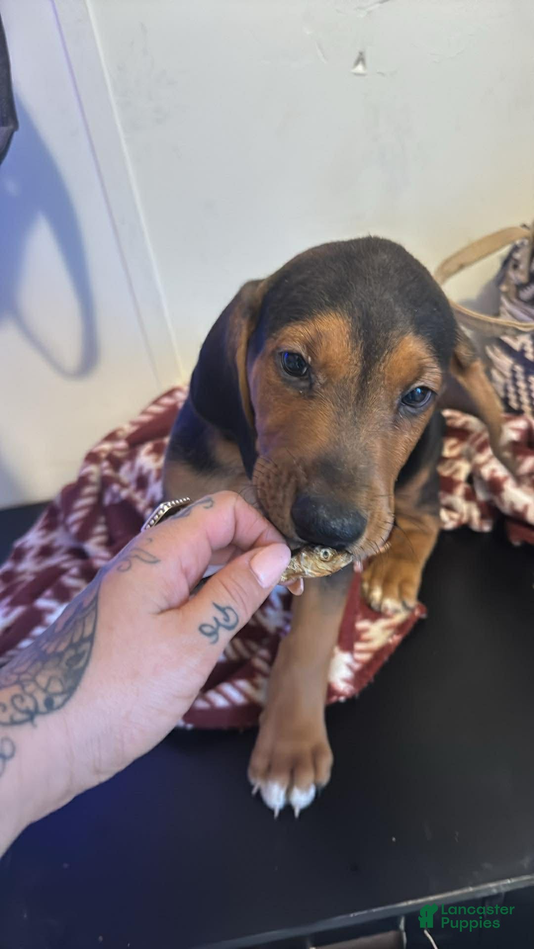 Mixed Breed dogs Mixed Breed Puppy 4 - Ad 41