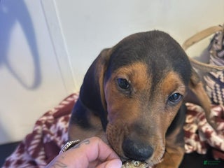 Mixed Breed dogs Mixed Breed Puppy 4 - Ad 29