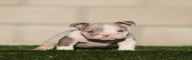 English Bulldog 1