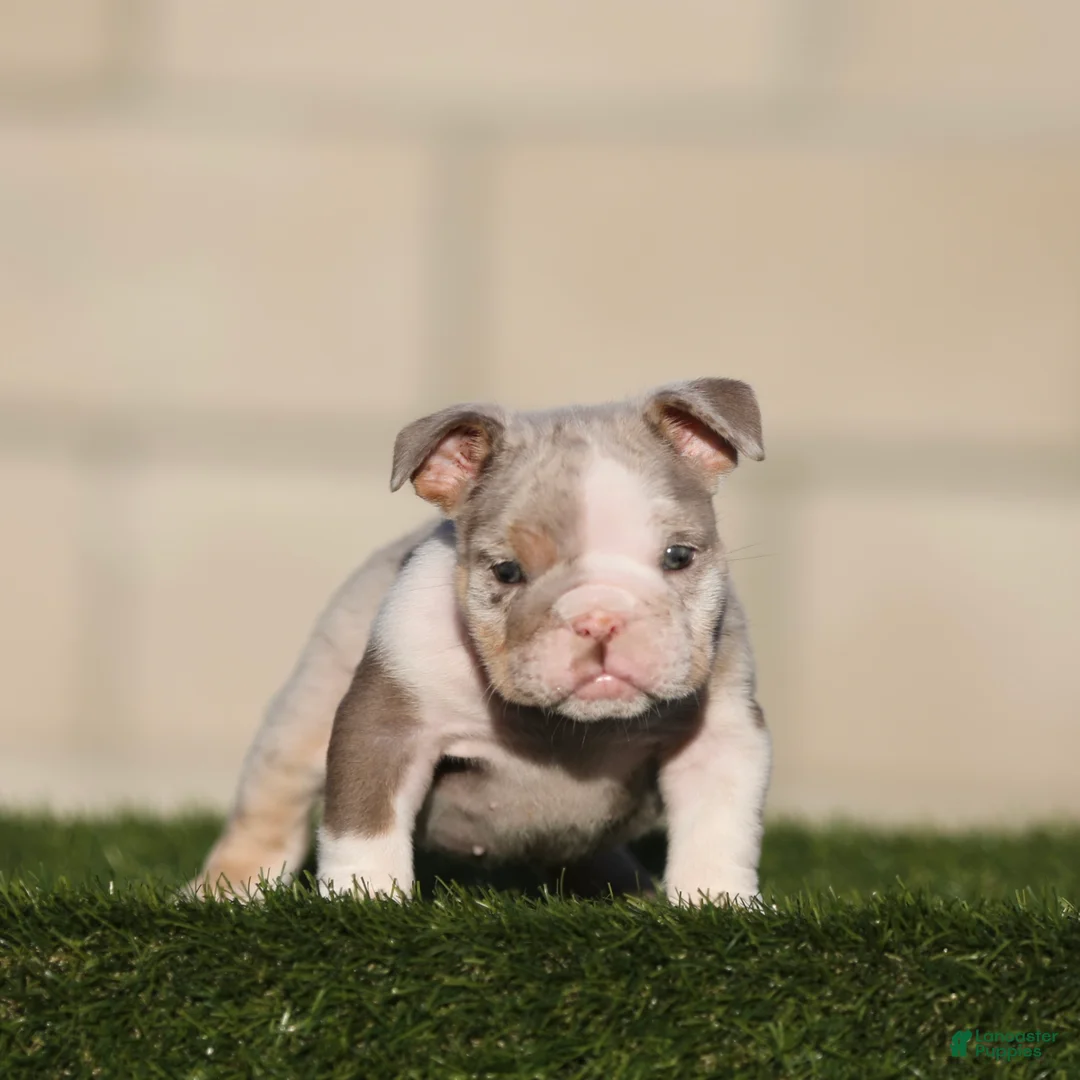 English Bulldog dogs for sale: English Bulldog 1 - Ad 1