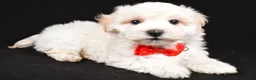 Maltipoo dogs for sale: Hans - Ad 1