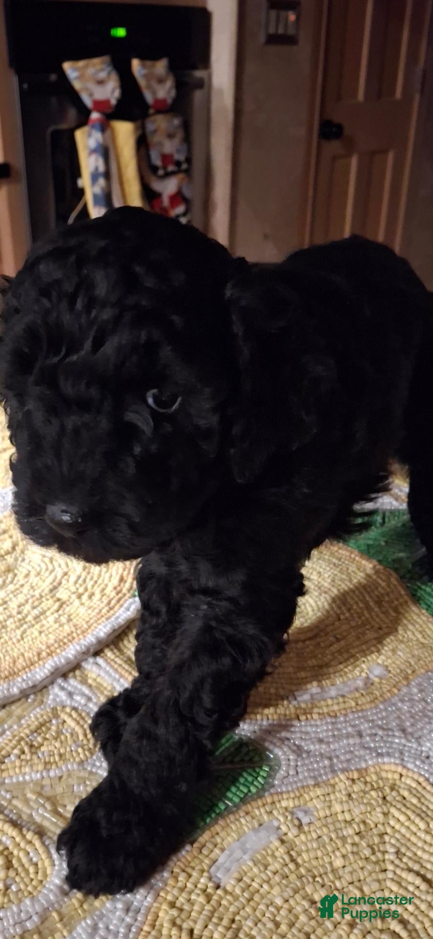 Miniature Poodle dogs for sale: Oso - Ad 2