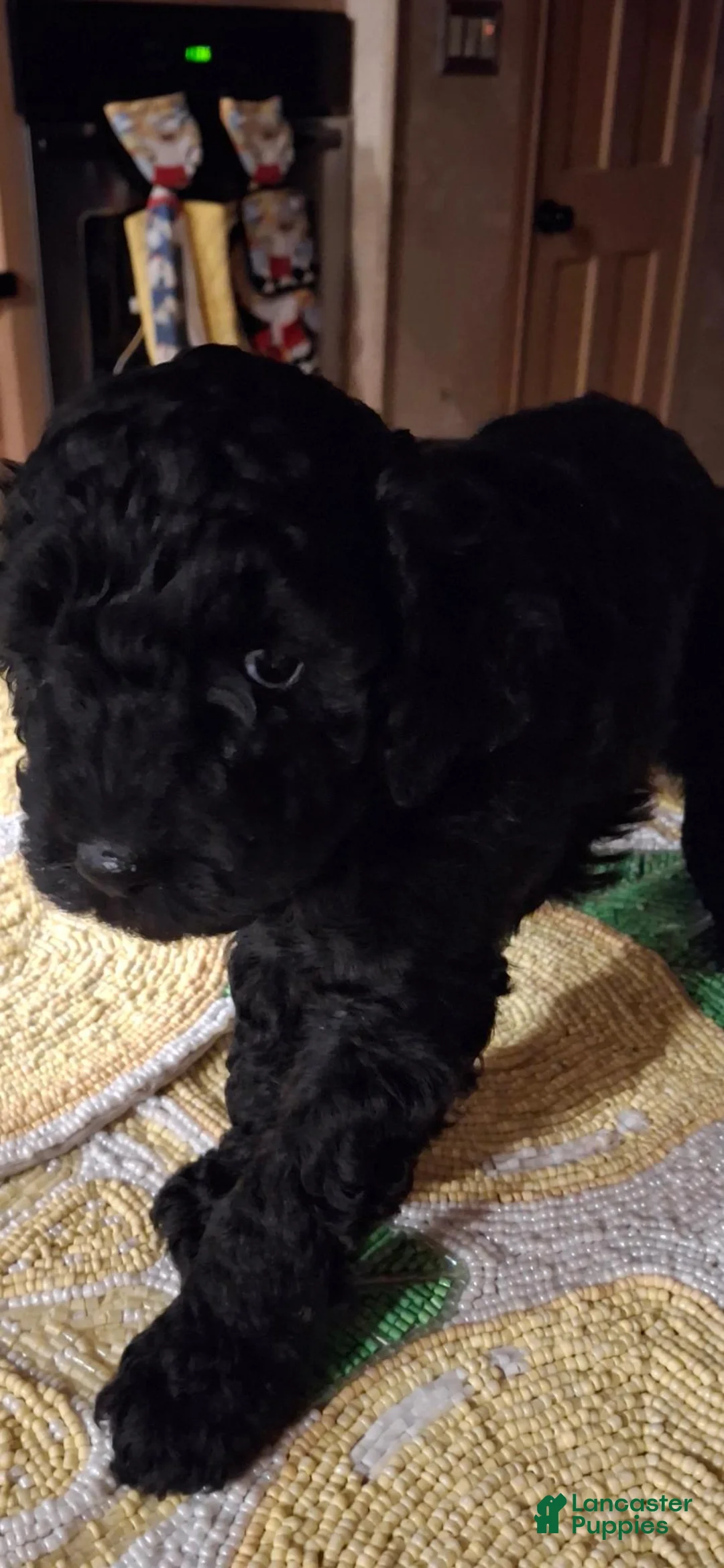 Miniature Poodle dogs for sale: Oso - Ad 1