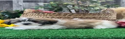 Mixed Breed dogs for sale: Lucky  - Ad 4