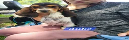 Basset Hound dogs for sale: Duke - Ad 1