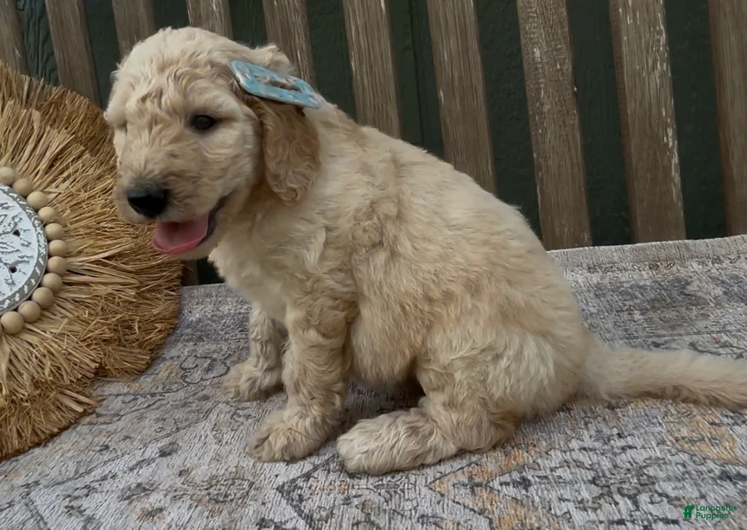 Goldendoodle dogs for sale: Thea - Ad 2