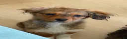 Mixed Breed dogs for sale: Mixed Breed 2 - Ad 1