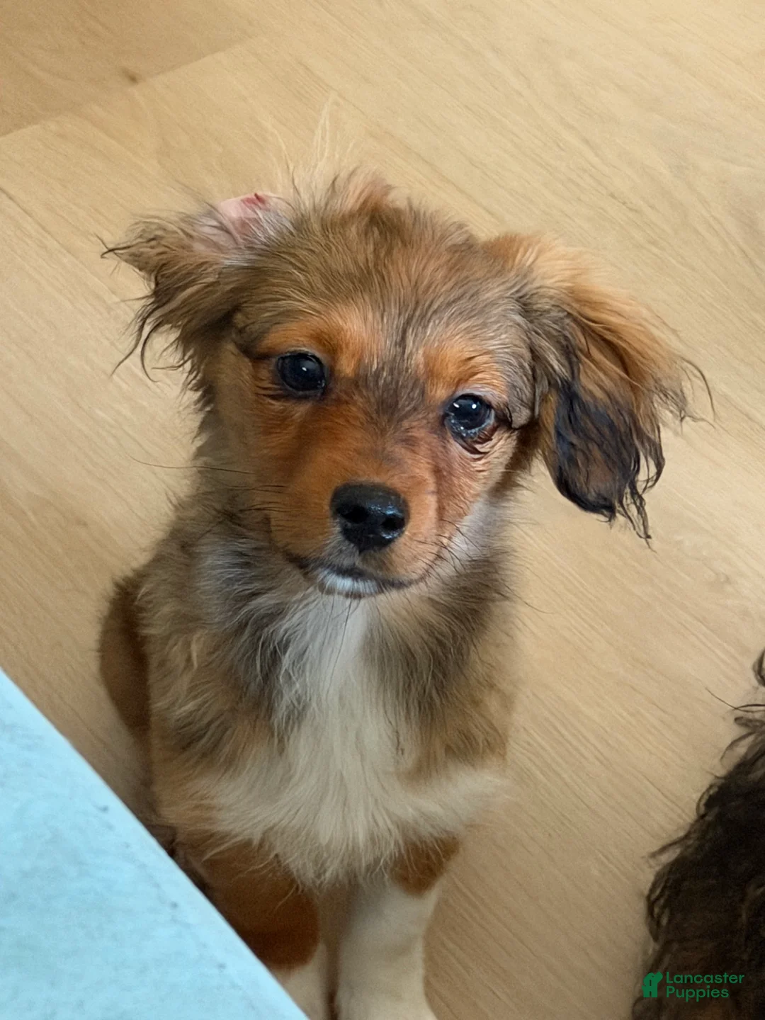 Mixed Breed dogs for sale: Mixed Breed 2 - Ad 1