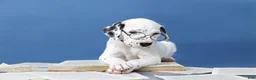 Dalmatian dogs for sale: Dalmatian Puppy 1 - Ad 1