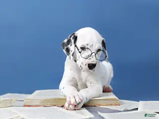 Dalmatian dogs Dalmatian Puppy 1 - Ad 25