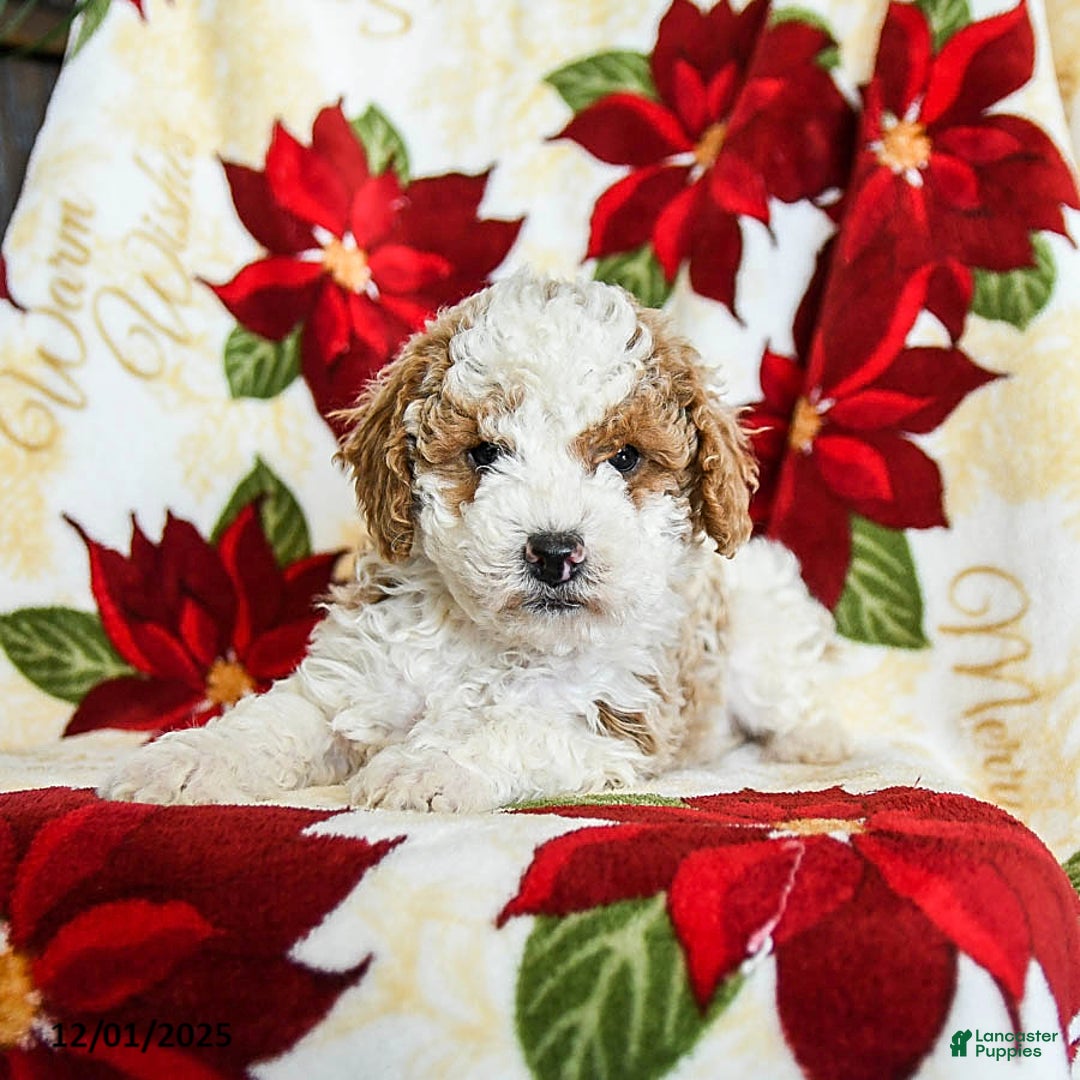 Miniature Poodle dogs for sale: Rudolph - Ad 2