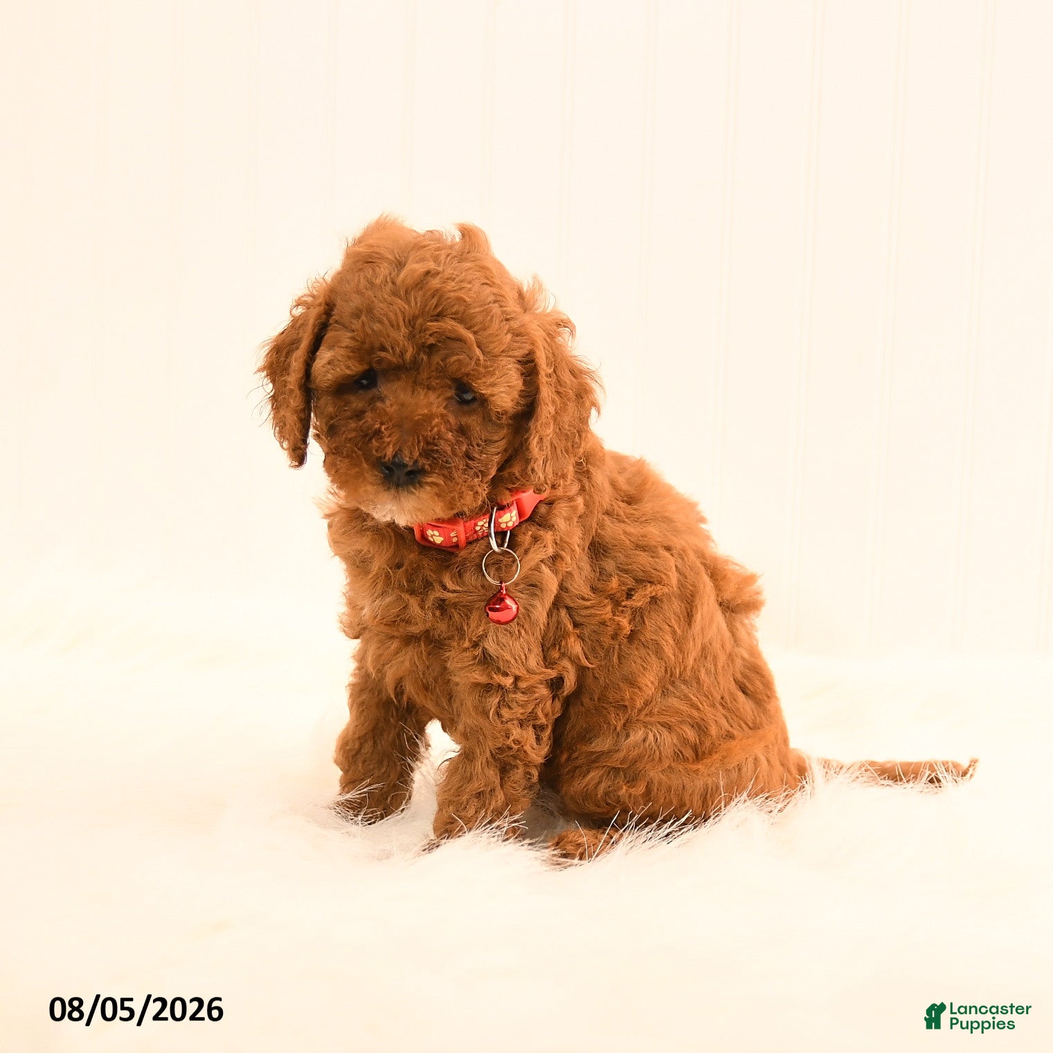 Cavapoo dogs Ivan - Ad 2