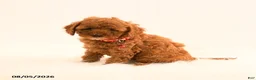 Cavapoo dogs for sale: Ivan - Ad 2