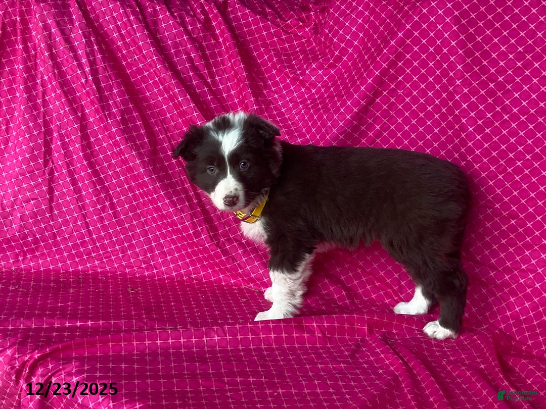 Mixed Breed dogs for sale: Goldie - Ad 2