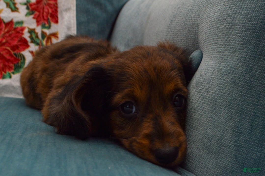 Dachshund dogs for sale: Michael  - Ad 2