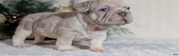 French Bulldog dogs for sale: Tiana - Ad 4