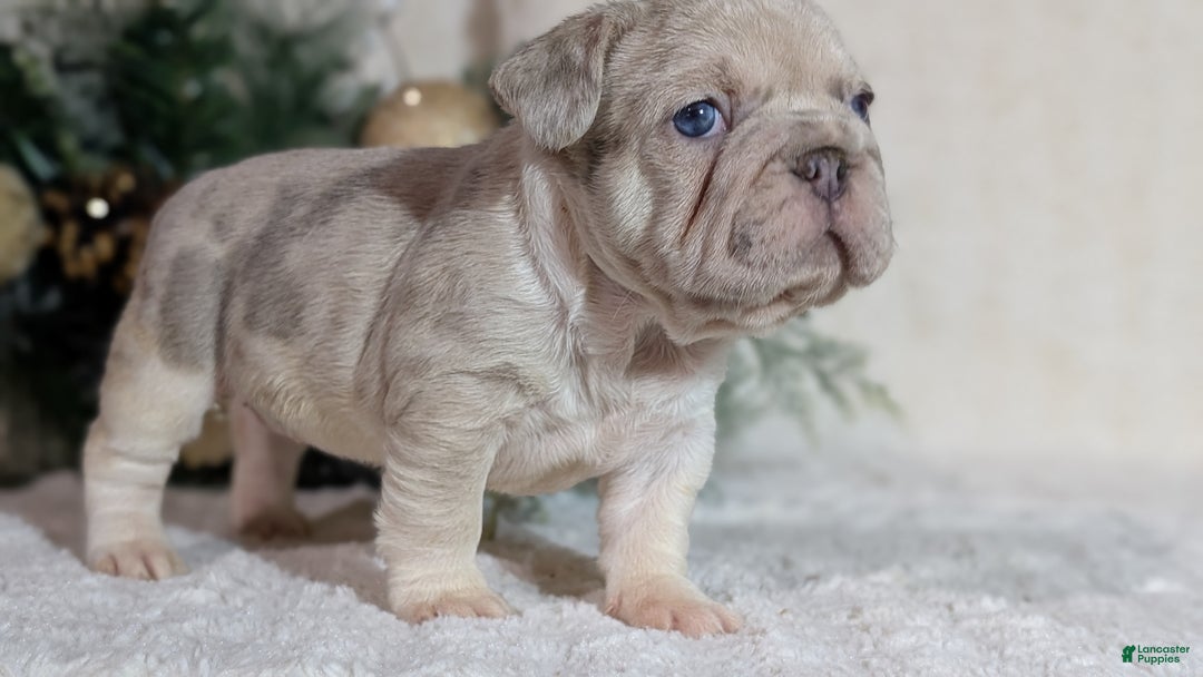 French Bulldog dogs for sale: Tiana - Ad 4
