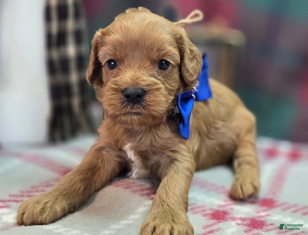 Cockapoo dogs for sale: Captain Dan - Ad 1