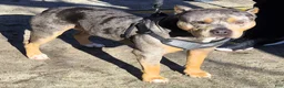 American Bully dogs for sale: "50 CENT" BLUE MERLE - Ad 7