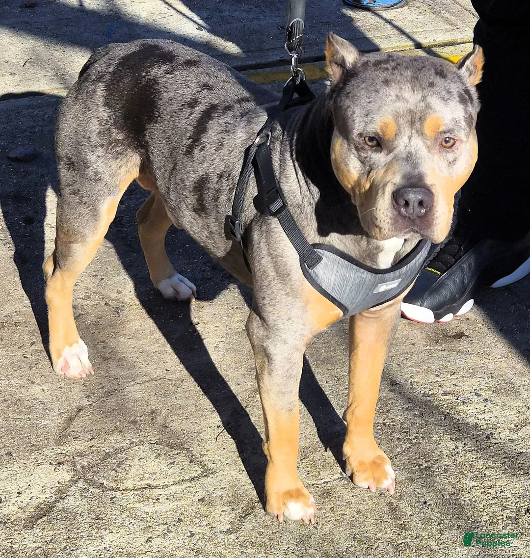 American Bully dogs for sale: "50 CENT" BLUE MERLE - Ad 7