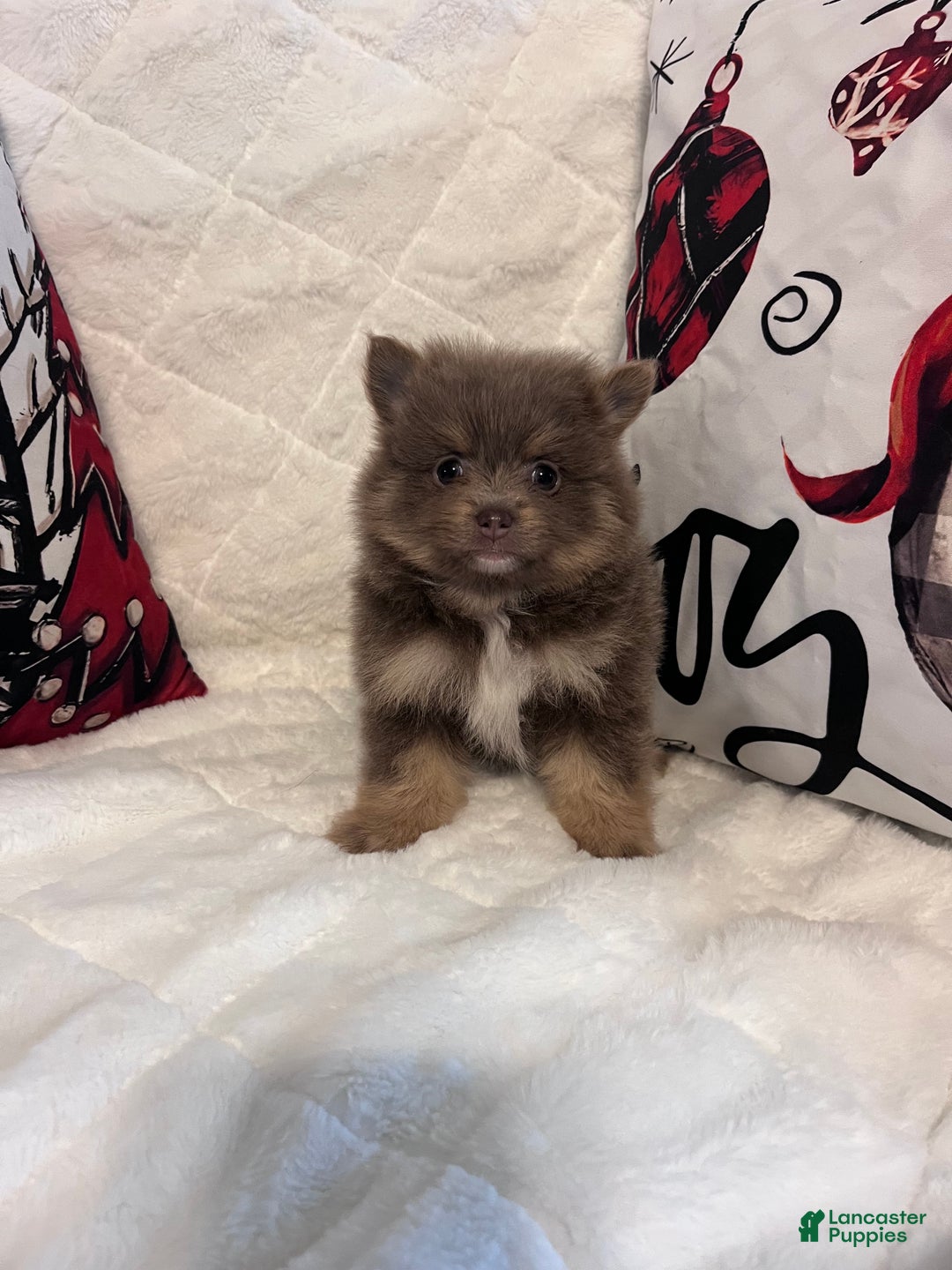 Pomeranian dogs for sale: Coco - Ad 1