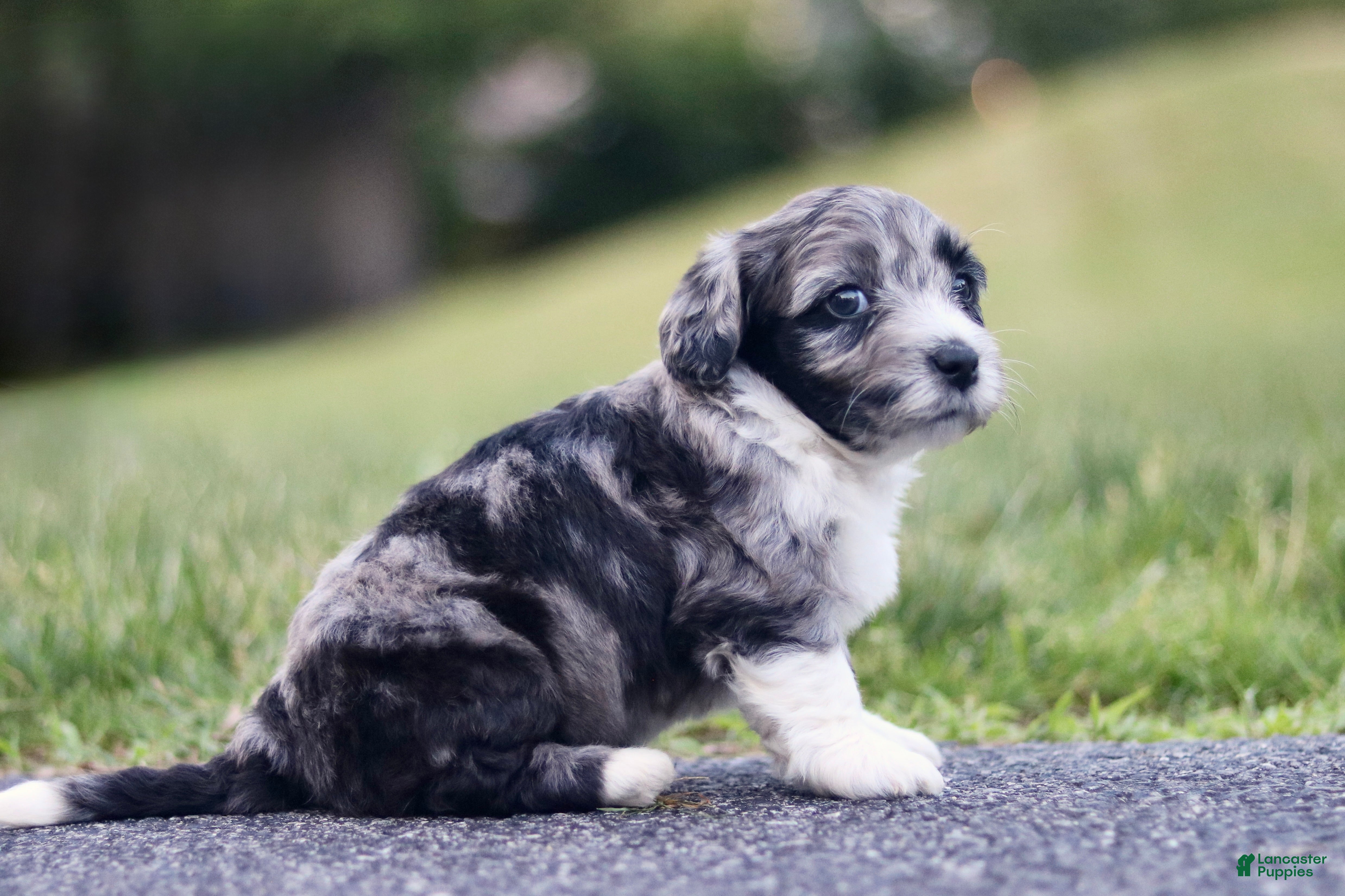 Mini Bernedoodle dogs Gita - Ad 2