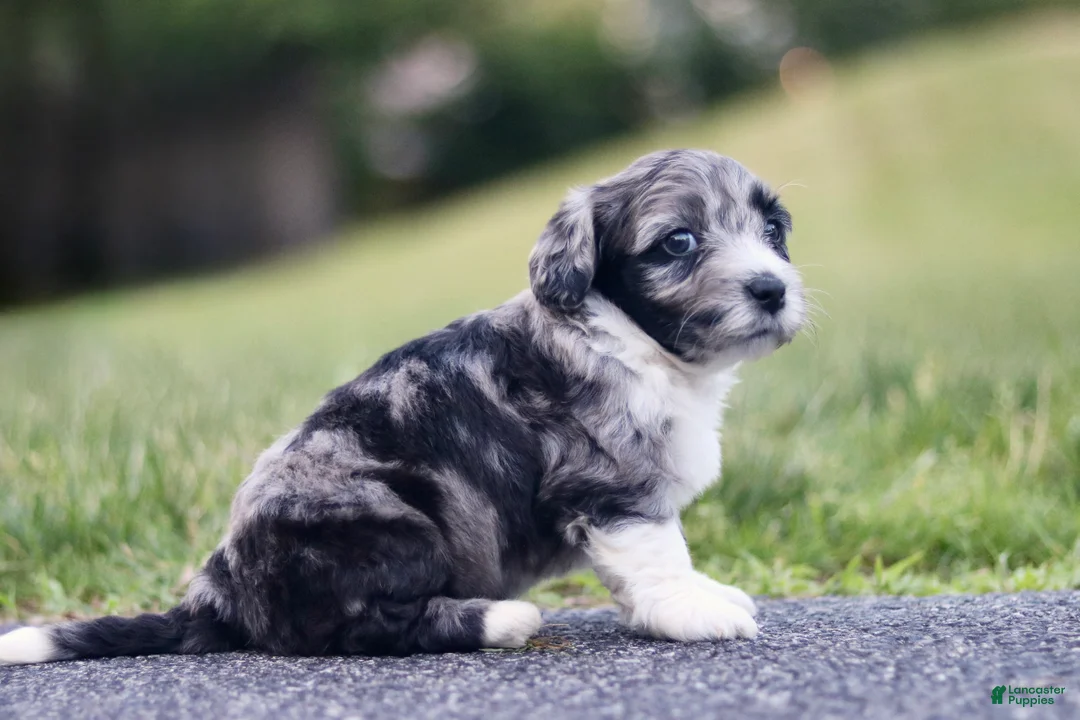 Mini Bernedoodle dogs for sale: Gita - Ad 2