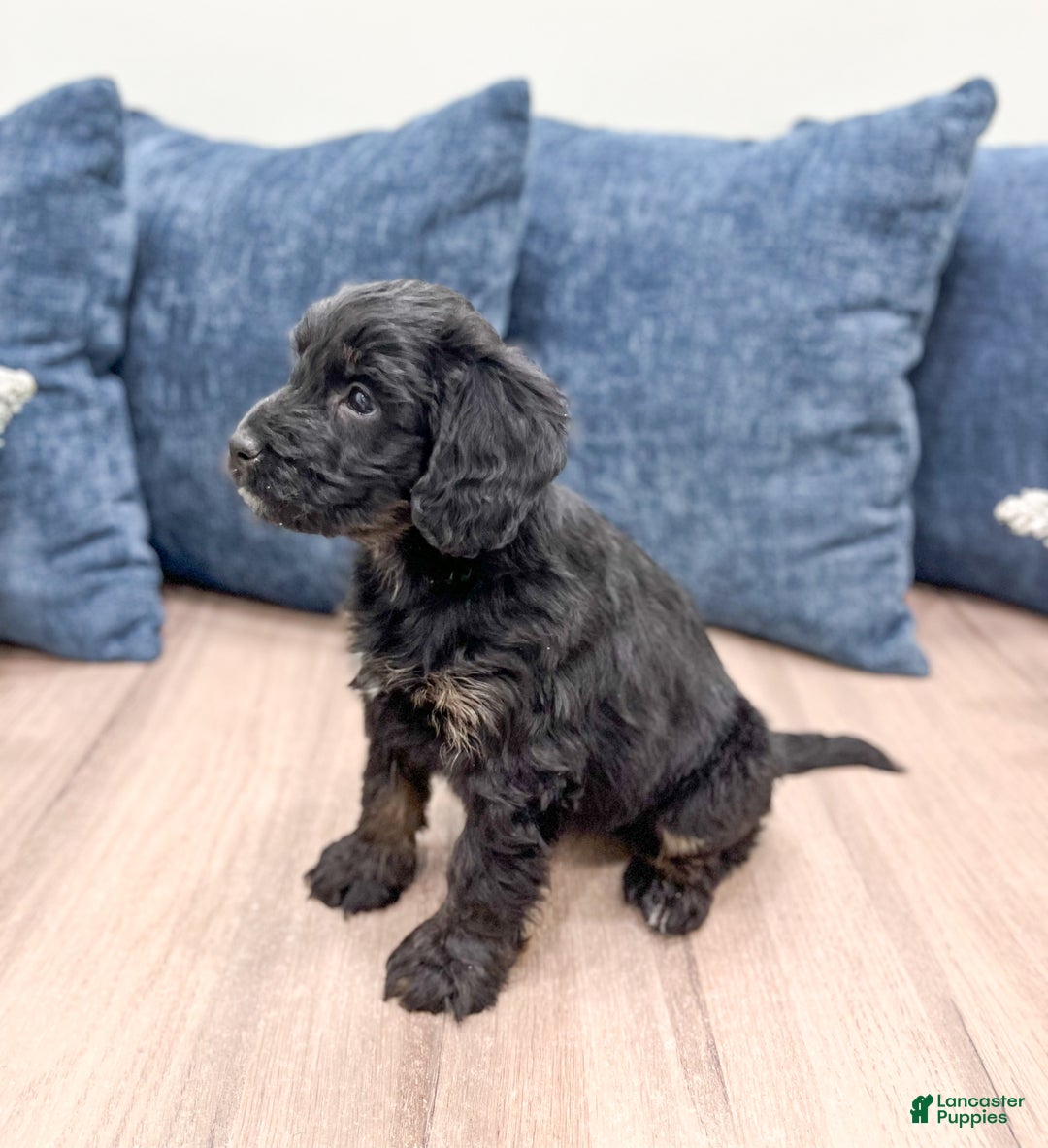 Mini Bernedoodle dogs for sale: Stormy - Ad 4