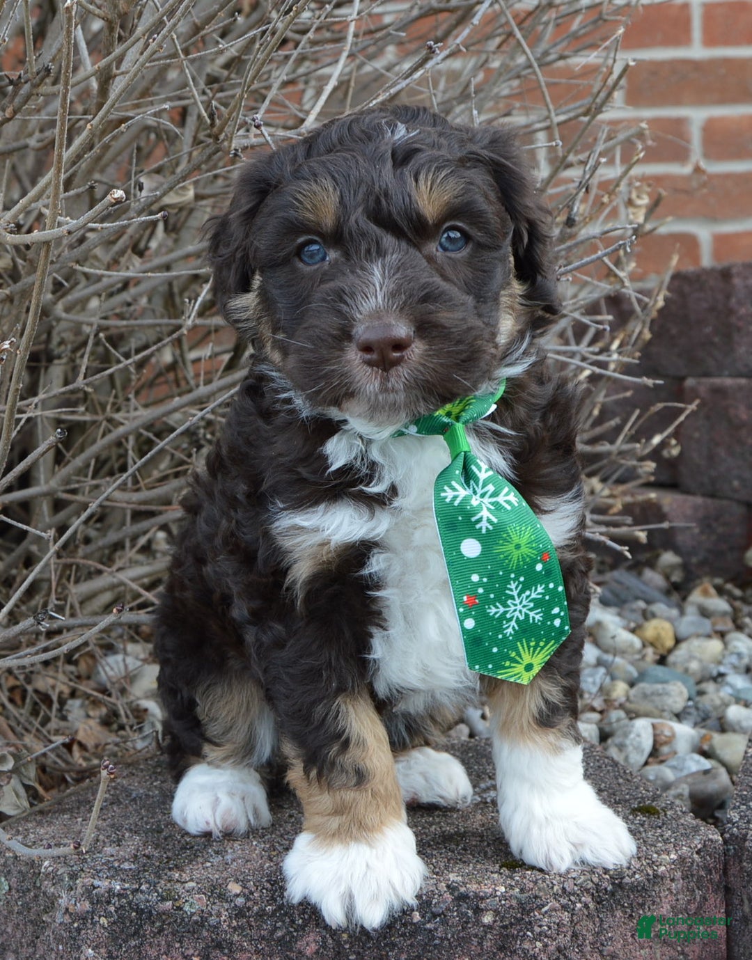 Mini Aussiedoodle dogs for sale: Mini Archie - Ad 14
