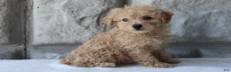 Bichpoo dogs for sale: Bess - Ad 3