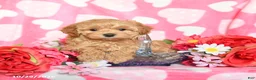 Maltipoo dogs for sale: Fluffy - Ad 1