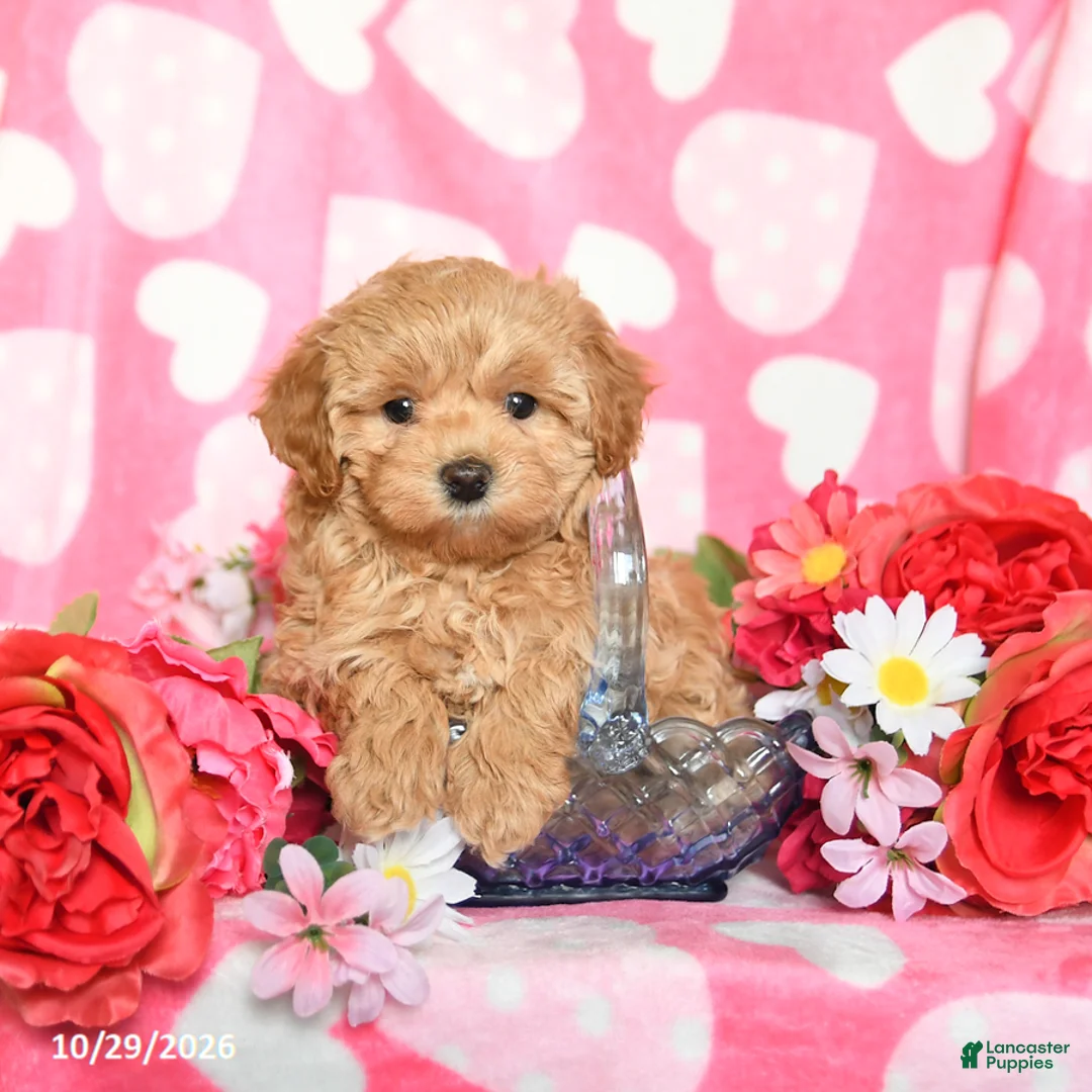 Maltipoo dogs for sale: Fluffy - Ad 1