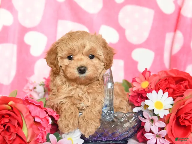 Maltipoo dogs for sale: Fluffy - Ad 1