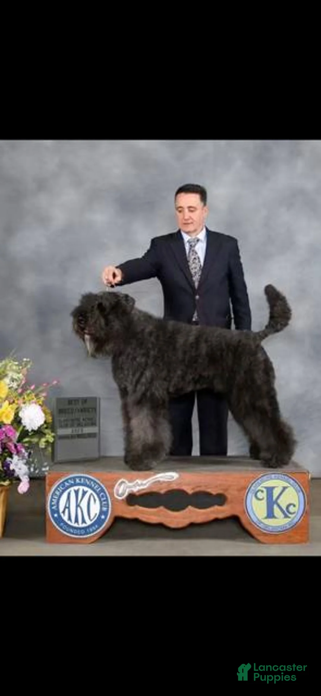 Bouvier Des Flandres dogs for sale: Ms Red - Ad 15