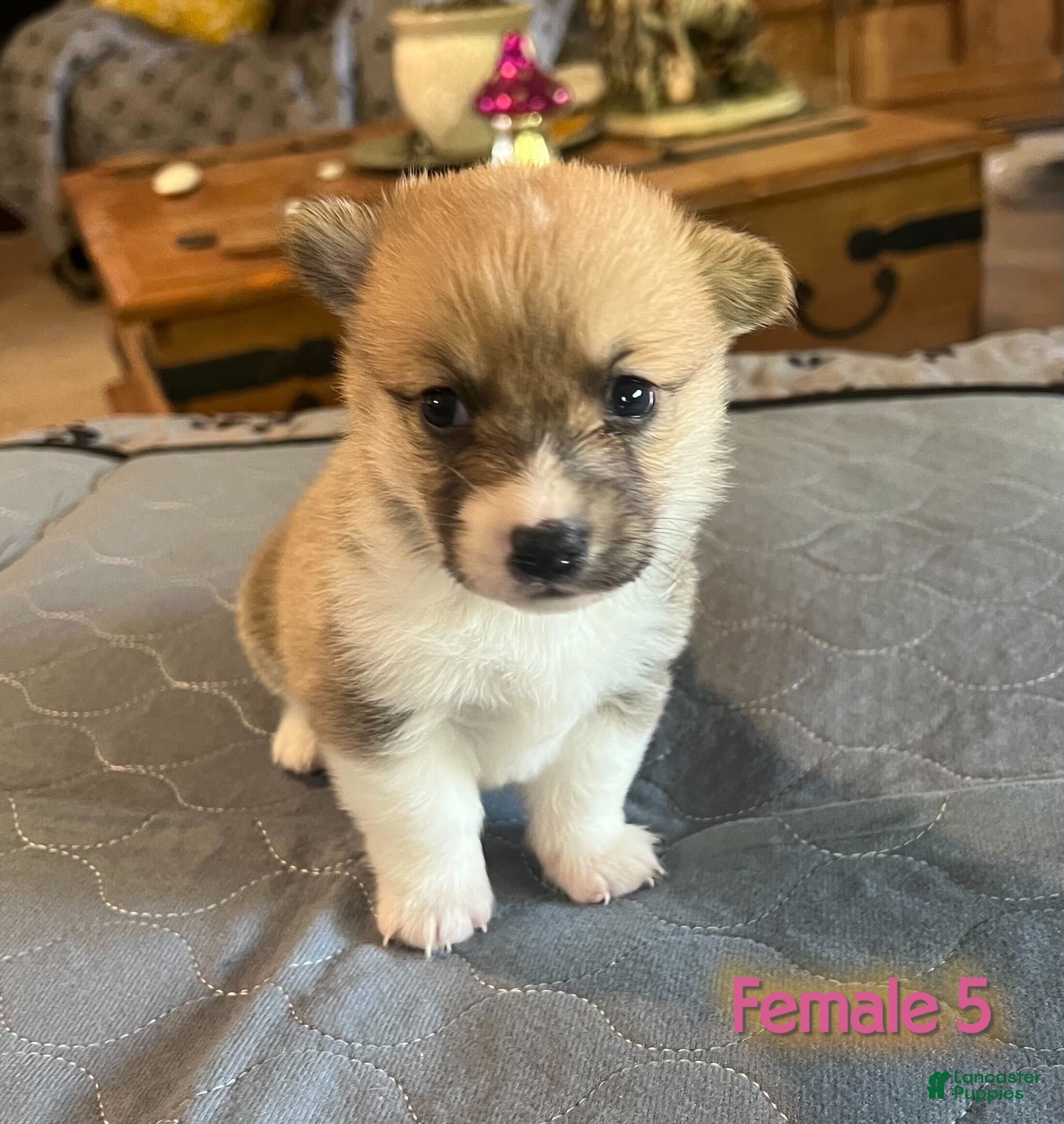 Welsh Corgi Pembroke dogs Welsh Corgi Pembroke Puppy 7 - Ad 2