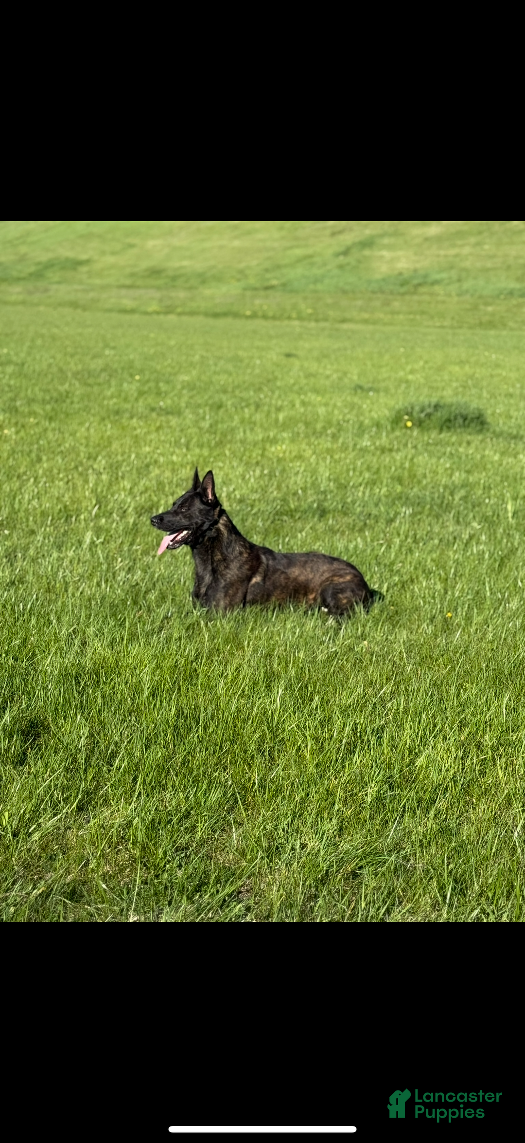 Mixed Breed dogs for sale: Red Collar- Female Fawn - Ad 11