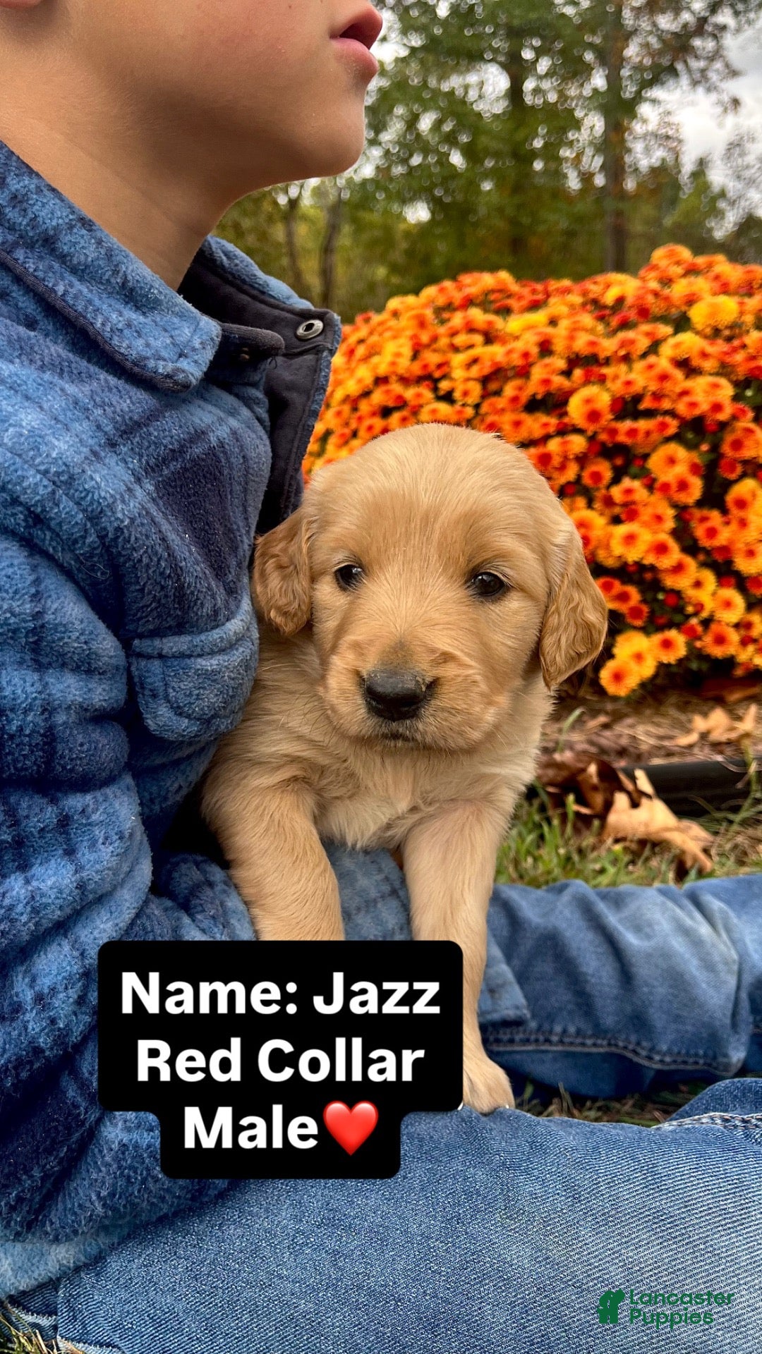Golden Retriever dogs Golden Retriever Jazz - Ad 2