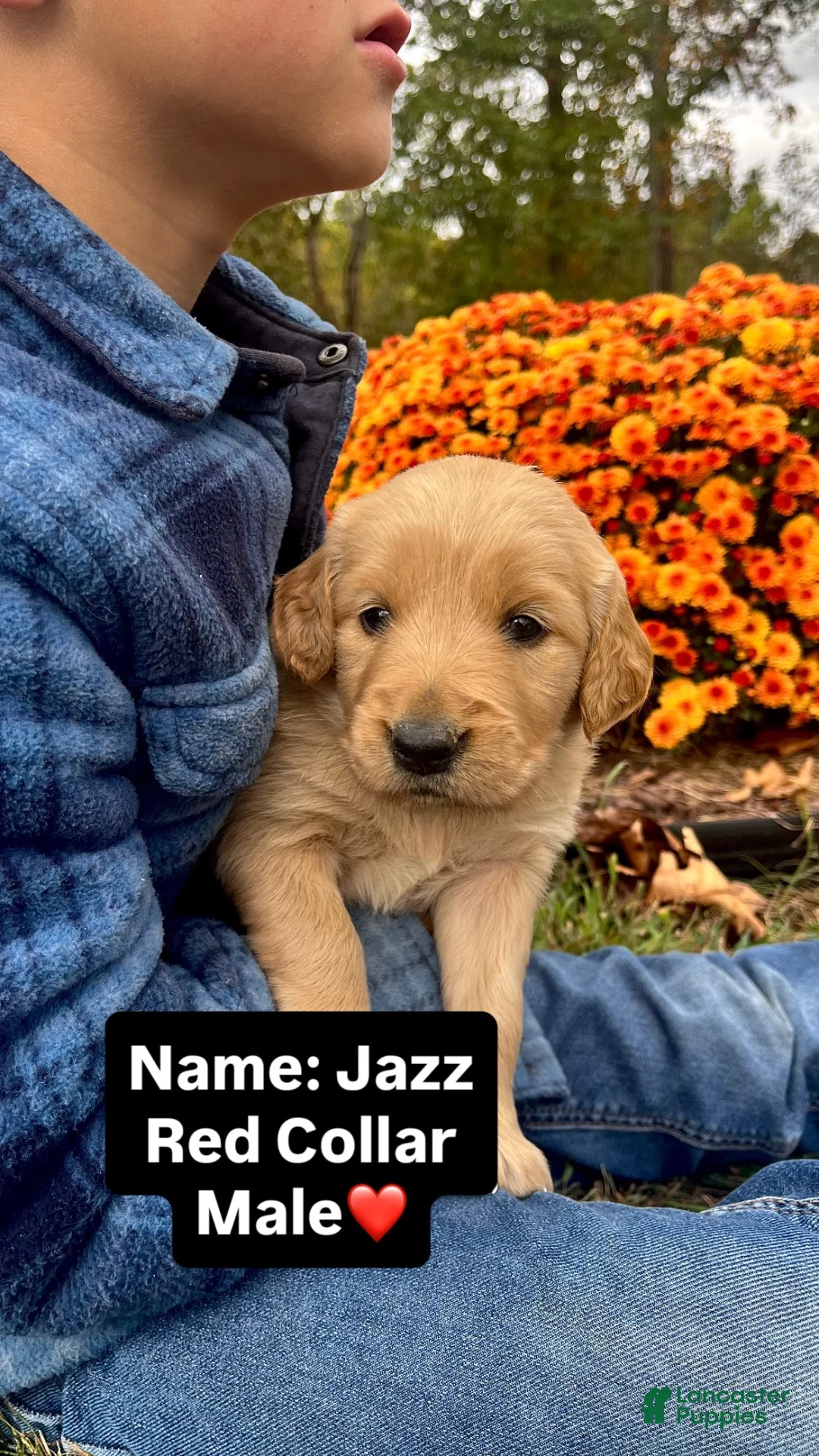 Golden Retriever dogs for sale: Golden Retriever Jazz - Ad 2