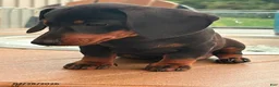 Miniature Dachshund dogs for sale: Gus - Ad 6