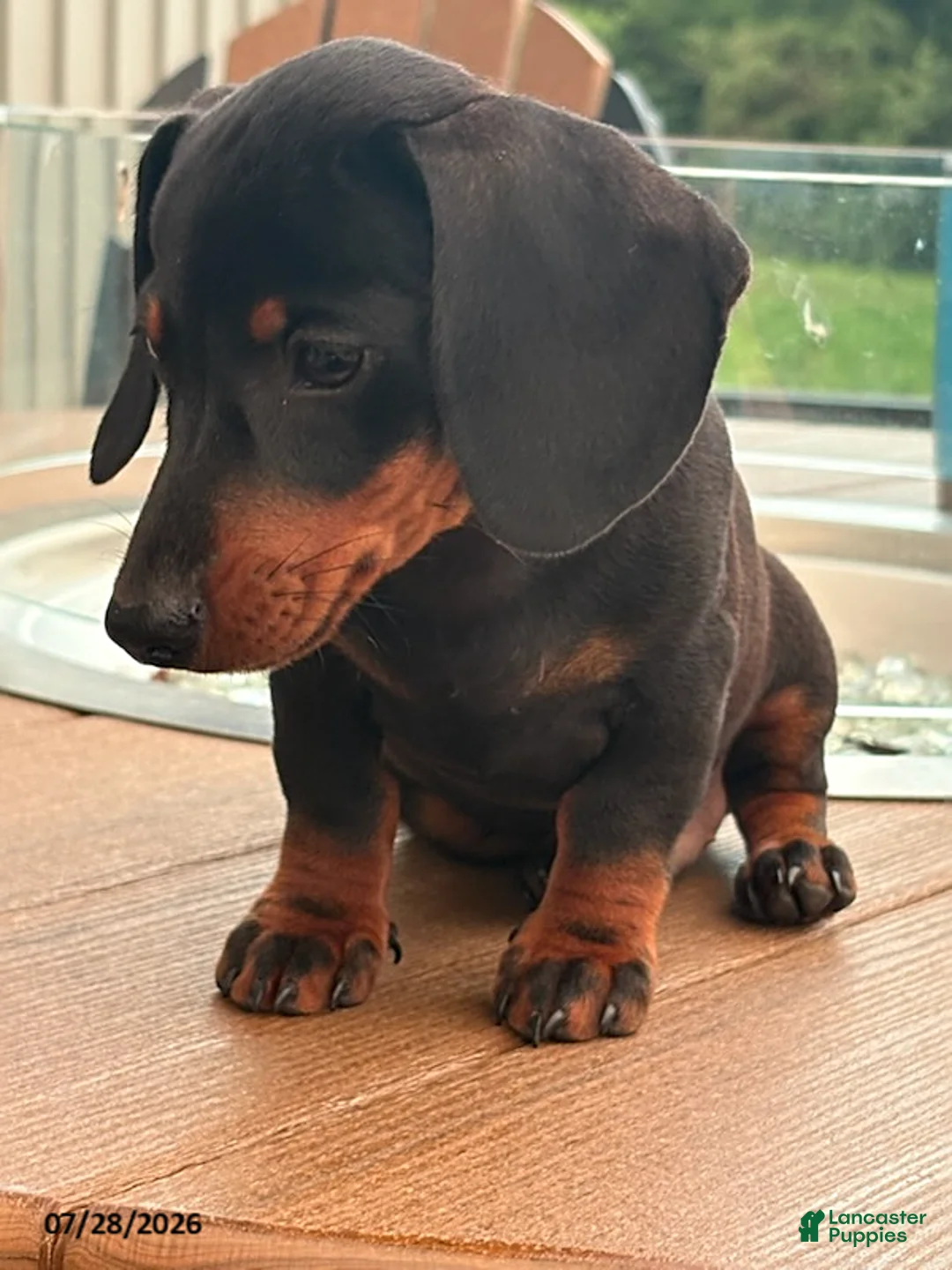 Miniature Dachshund dogs for sale: Gus - Ad 6