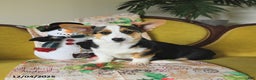 Welsh Corgi Pembroke dogs for sale: Nickle  - Ad 3