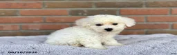 Bichon Frise dogs for sale: Diamond - Ad 3